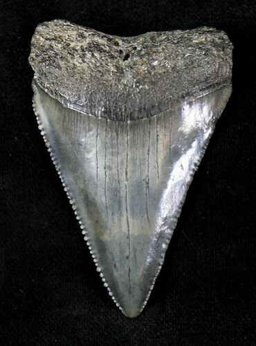 Serrated Fossil Great White Shark Tooth - #20751